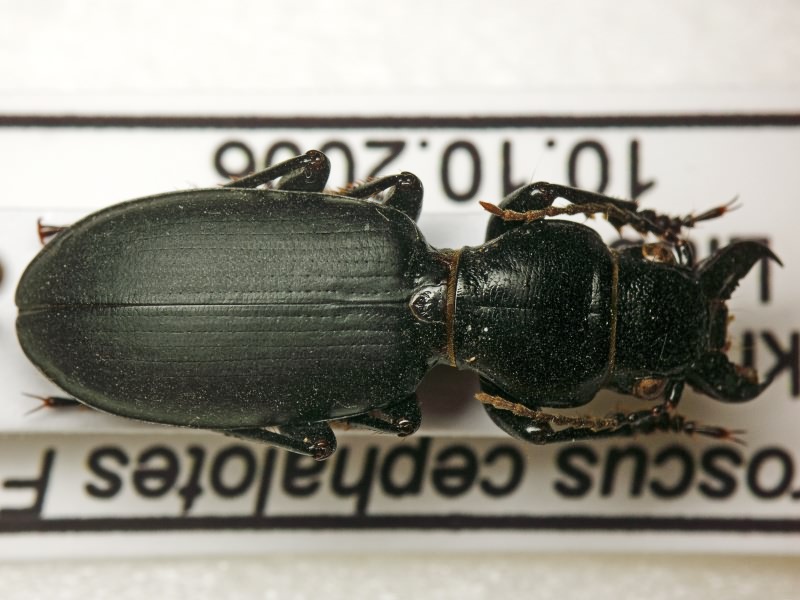 Broscus cephalotes (Linne, 1758)